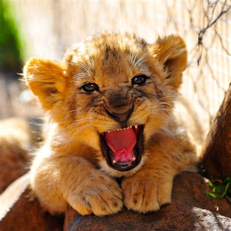 Best 30 Most Amazing Cute Lion Cub Pictures And Images