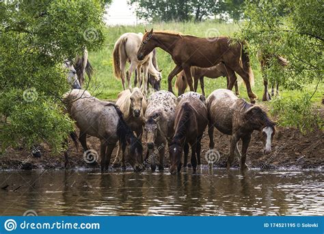 Herd Of Horses At A Watering Place Stock Image Image Of Farm Lake