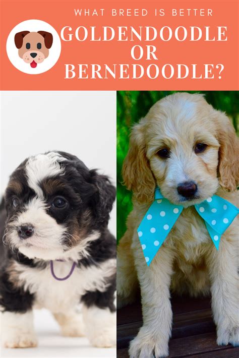 See more ideas about bernedoodle, bernedoodle puppy, dogs. Bernedoodle Vs Goldendoodle Puppies - what is the ...