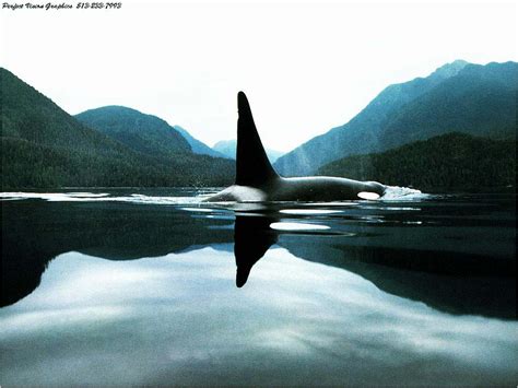 Wallpapers in ultra hd 4k 3840x2160, 8k 7680x4320 and 1920x1080 high definition resolutions. Orca Pictures - Kids Search