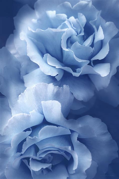 Blue Blue Roses By Jennie Marie Schell In Blue Roses Wallpaper