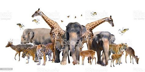 A Group Of Wildlife Such As Deer Elephants Giraffes And Other Wild