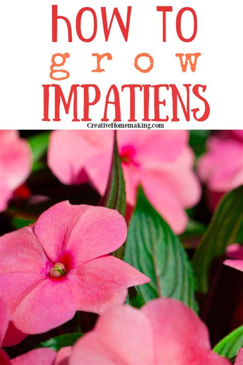 How To Grow Impatiens Impatiens Flowers Vegetable Garden For