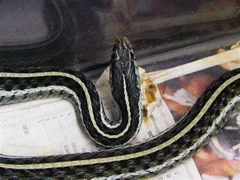 Photo Gallery Garter Snakes Blue Striped Gartersnake