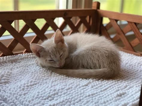 Sleeping Kitten Spca Of Anne Arundel County