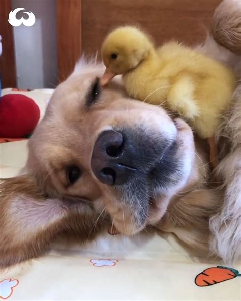Golden Retriever And Duckling Are Best Friends Duck Golden