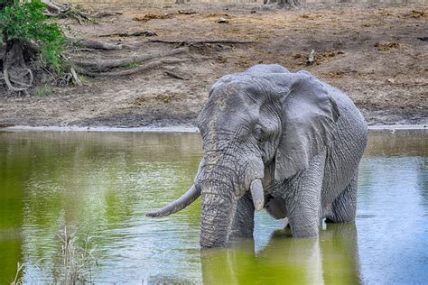 Elephants Of The Kruger National Park The Largest Of The Big Five