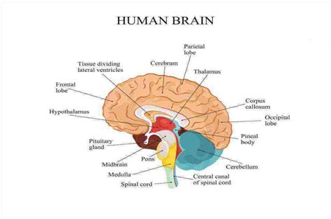 Gambar Otak Manusia Ketahui Fungsi Otak Manusia Berdasarkan Bagiannya