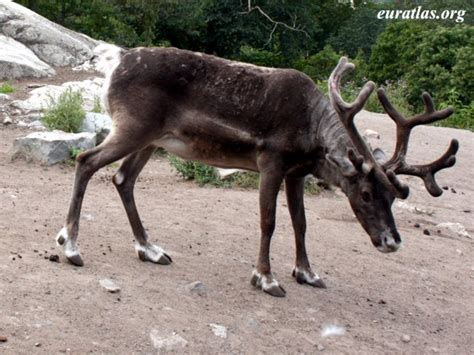 10 Fascinating Facts About Reindeer
