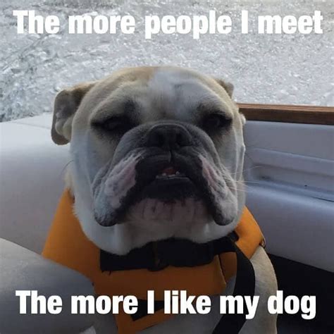 50 Funniest Bulldog Meme