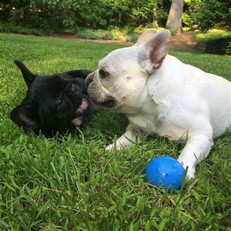 French Bulldogs Breath Mints Batpig Love French French Bulldogs