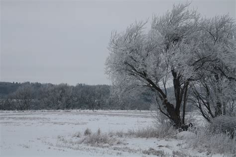 Gratis Billeder Landskab Træ Afdeling Kold Hvid Frost Is