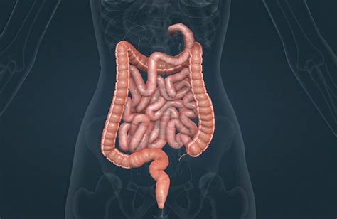 Where Small And Large Intestine Connect The Small And Large Intestines
