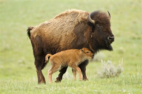 15 Facts About Our National Mammal The American Bison Us