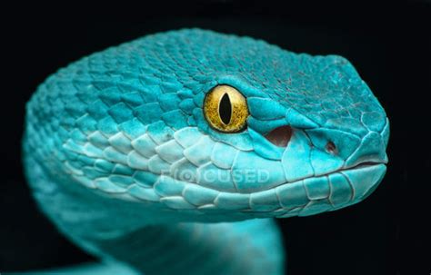 Close Up View Of Pit Viper Snake Black Background — Animal Portrait