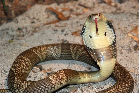 Monocled Cobra Naja Kaouthia Flickr Photo Sharing