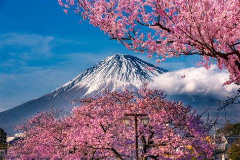 Mt Fuji Und Cherry Blossom Stockbild Bild Von Morgen 32840765