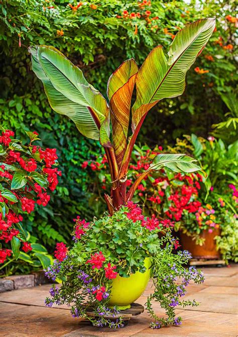 Container Gardens With Pizzazz
