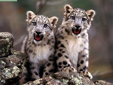 Snow Leopard ~ WALLPAPERS