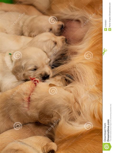 Like children, puppies need a lot of sleep—up to 15 to 20 hours of it a day. Lots of puppies suckling stock image. Image of hunting - 21594001
