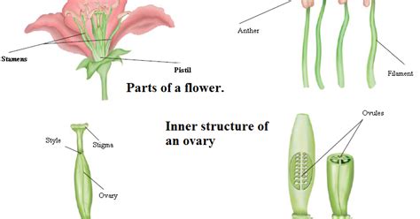 Reproduction In Plants Sexual Reproduction Ctet Notes Based On Ncert My Xxx Hot Girl