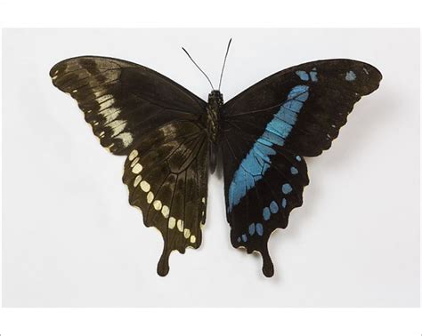 X Cm X Inch Print African Swallowtail Butterfly Papilio