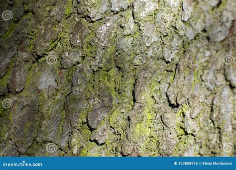 Aspen Bark Texture With Green Moss On The Surface Stock Image Image