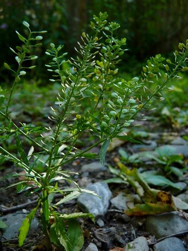 Peppergrass Dendroica Cerulea Flickr