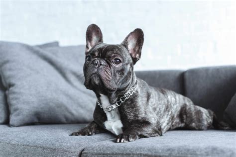 The Magnificent Appeal Of Rare Blue French Bulldogs Why Are They So
