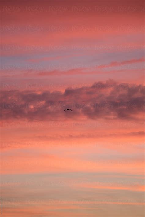 Seagull On Sunset Background Del Colaborador De Stocksy Sky Blue