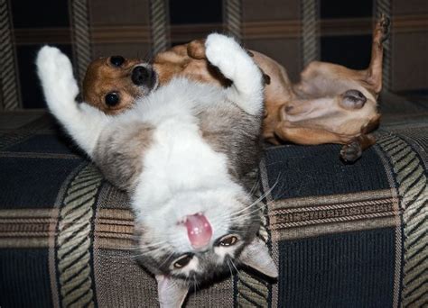 The Rather Odd Habits Of Dogs And Cats