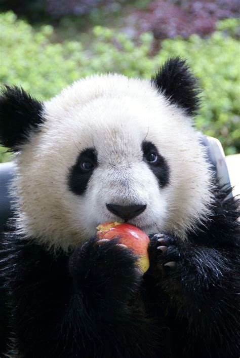 Pin On Panda Therapy
