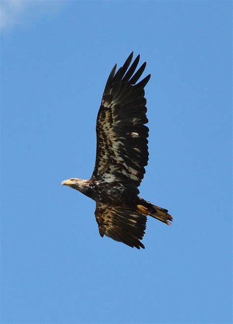 Golden Eagle In Flight Teton River Idaho Shooting From The Hip