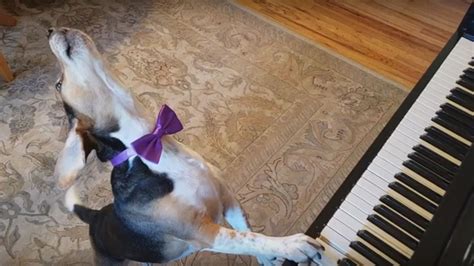 Piano Playing Dog From Long Island Steals Internets Heart Abc7 New York