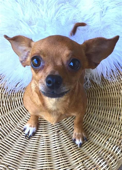 Floppy Eared Chihuahua