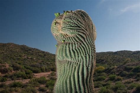 See more ideas about saguaro, cactus, saguaro cactus. Crested Saguaro Cactus | Amusing Planet