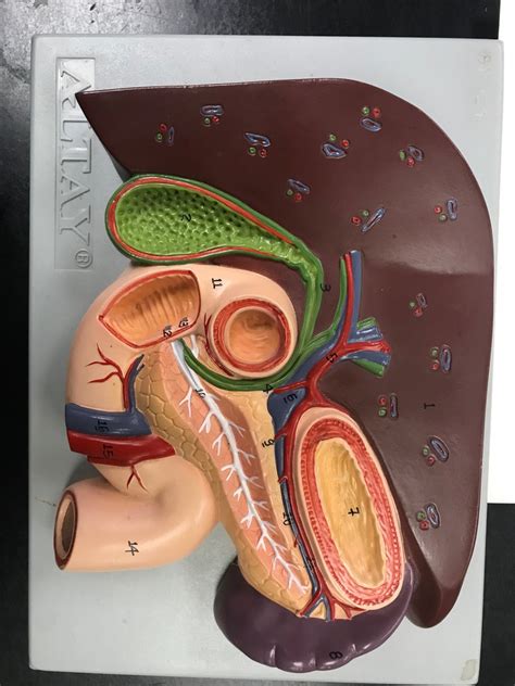 Gallbladder Pancreas Duodenum Diagram Diagram Quizlet