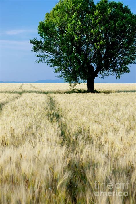 Lone Tree And Wheat Field Photograph By Brian Jannsen Pixels