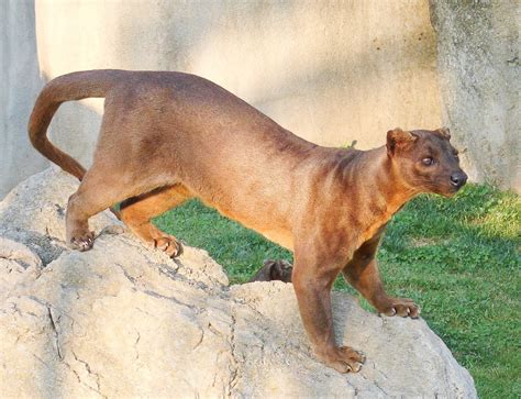 Fossa Facts A Predator And Mongoose Relative In