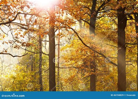 Sun Beams Through Leafage In Autumn Stock Image Image Of Scenic