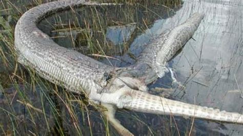 14 Foot Alligator Gar Bite There Are Stories Somewhat Substantiated
