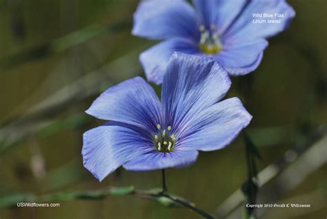 Us Wildflowers Database Of Blue Wildflowers For Montana
