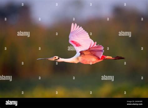 A Roseate Spoonbill Flying With Its Bright Pink Wings Showing In The