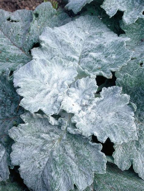Spectacular plants with silver foliage can add another dimension to your garden. 42 best Silver / Grey foliage plants in the garden images ...
