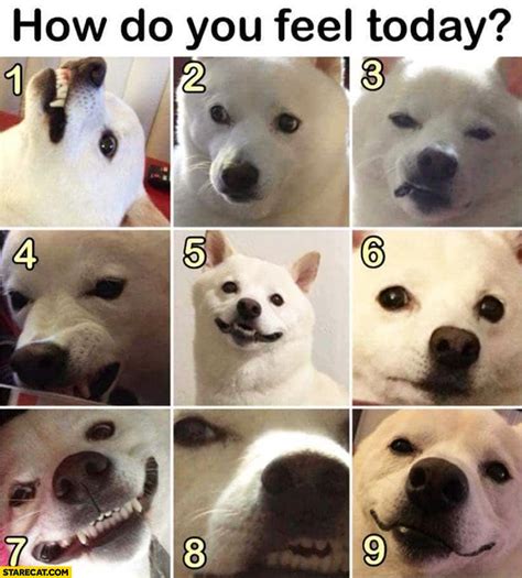 On A Scale Of How Are You Feeling Today Meme All In One Photos