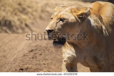 Lioness On Prowl Stock Photo 692200198 Shutterstock
