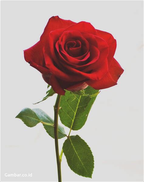 Download Kumpulan 95 Gambar Bunga Mawar Ros Hd Terbaru Gambar