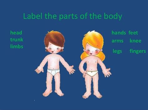 Lets Explore The Human Body Ppt