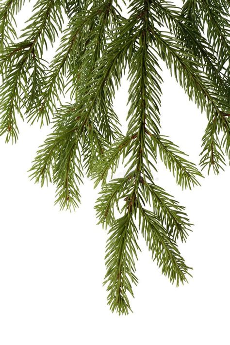 Spruce Tree Branch Stock Photo Image Of Tree Detail 13690018