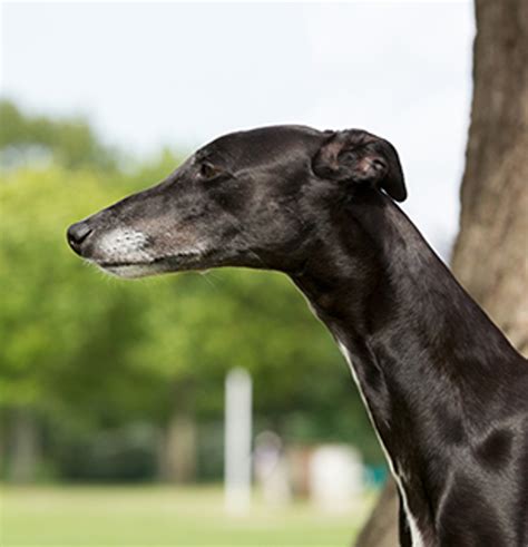 Greyhound Breeds A To Z The Kennel Club